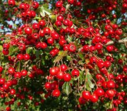 Goji-berry